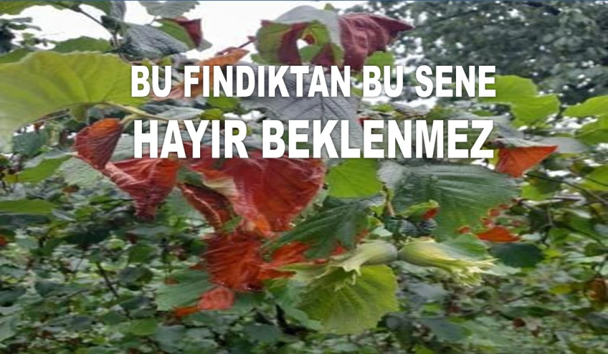 İŞTE ORDU'DA 23 HAZİRAN PAZARTESİ FINDIK FİYATI!
