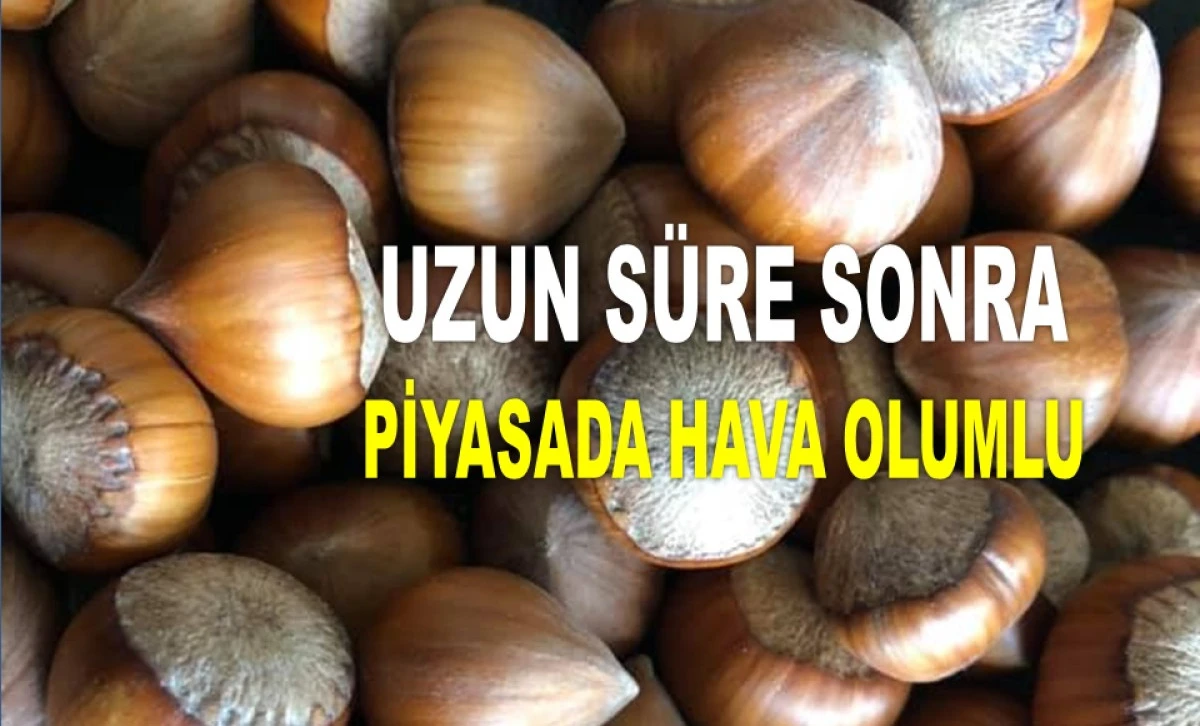 İŞTE ORDU'DA 23 MAYIS CUMA FINDIK FİYATI!