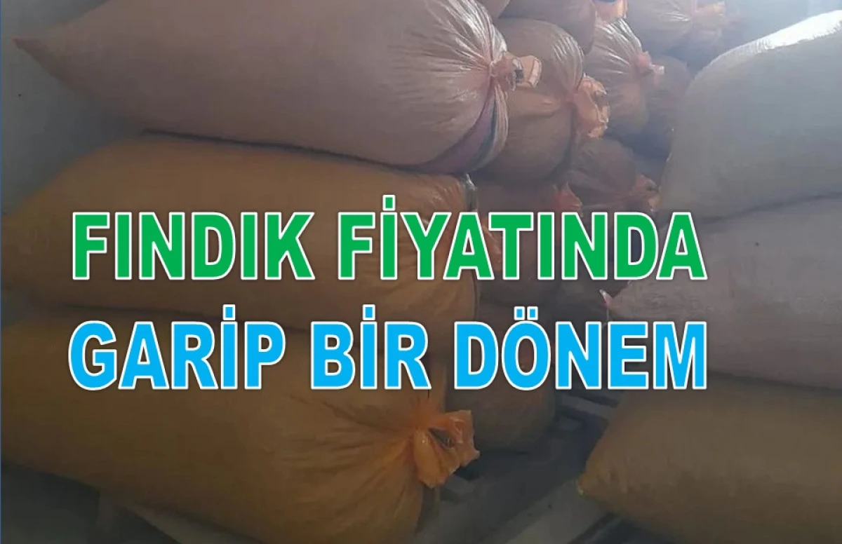İşte Ordu'da 23 Ocak Cuma G&uuml;n&uuml; Fındık Fiyatı!