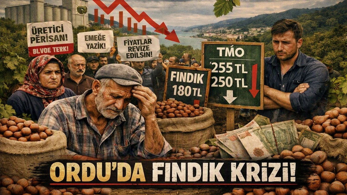 İşte Ordu'da 24 Ağustos Pazartesi Fındık Fiyatı!