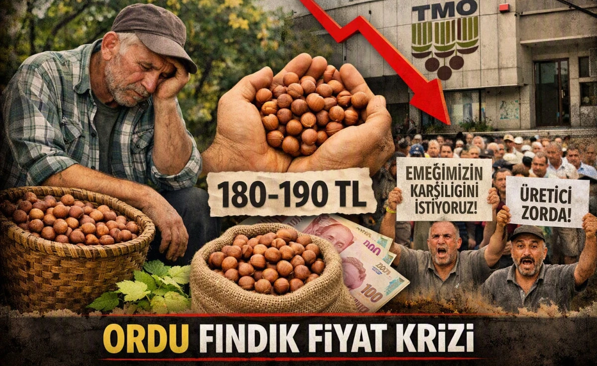 İşte Ordu'da 24 Eyl&uuml;l Perşembe Fındık Fiyatı!
