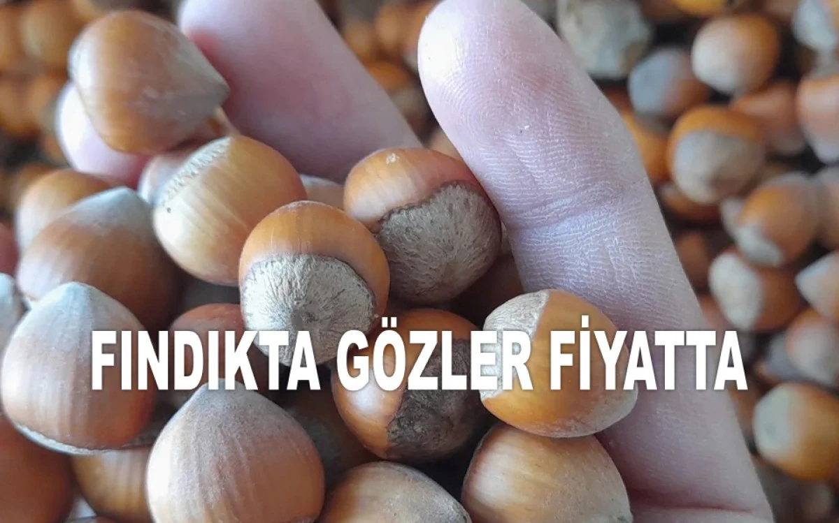 İŞTE ORDU'DA 24 MAYIS CUMARTESİ FINDIK FİYATI!