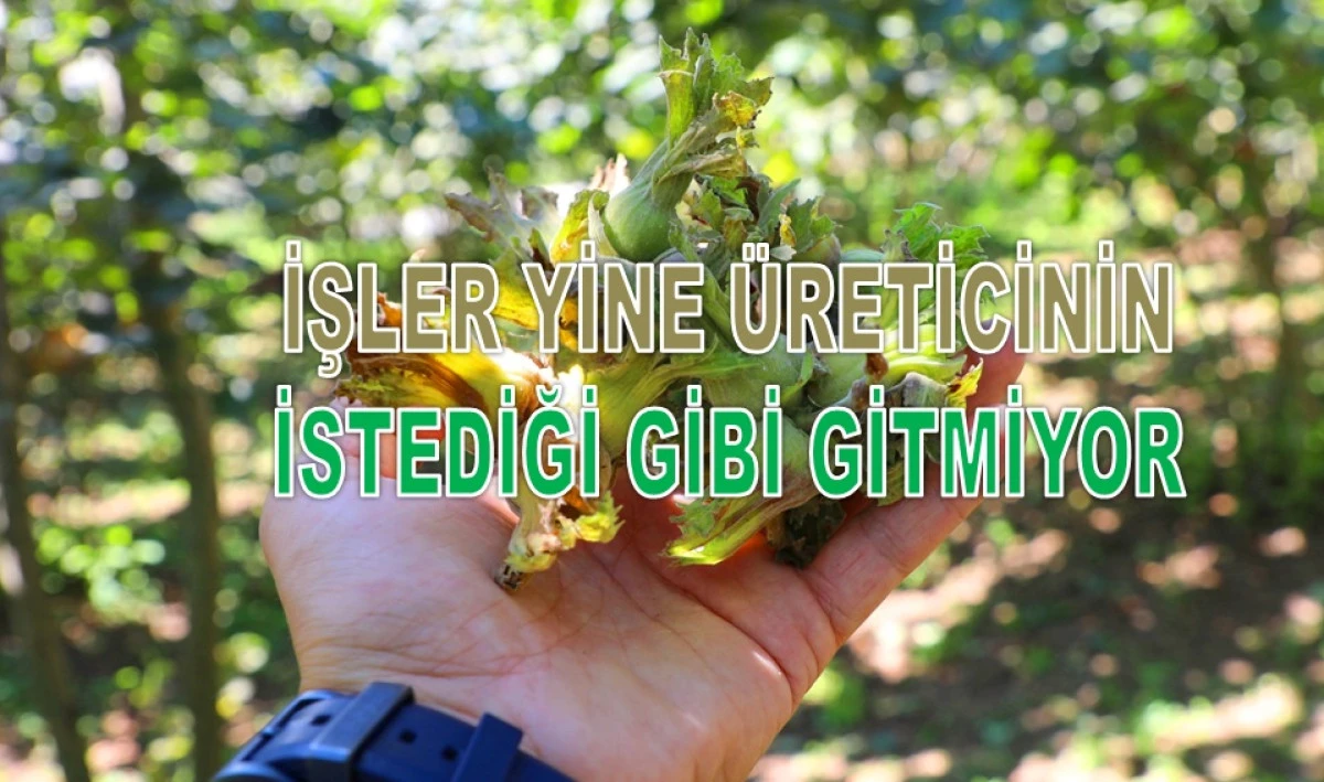 İşte Ordu'da 24 Şubat Salı G&uuml;n&uuml; Fındık Fiyatı!