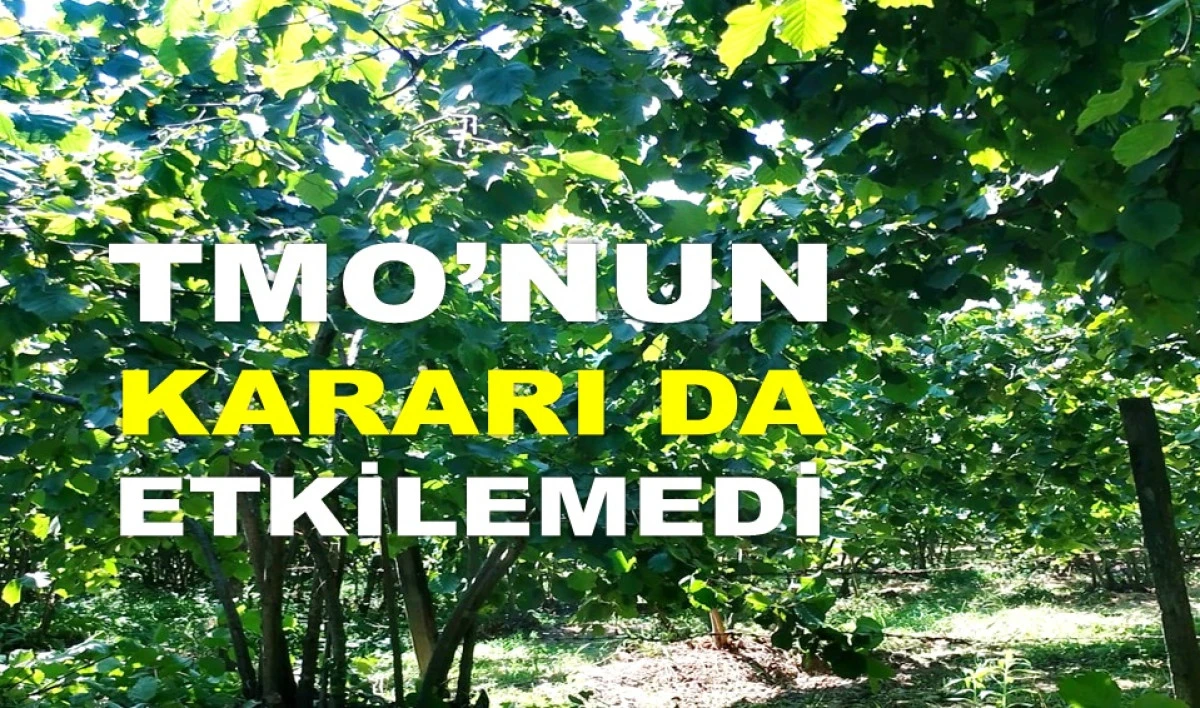 İŞTE ORDU'DA 25 HAZİRAN ÇARŞAMBA FINDIK FİYATI!