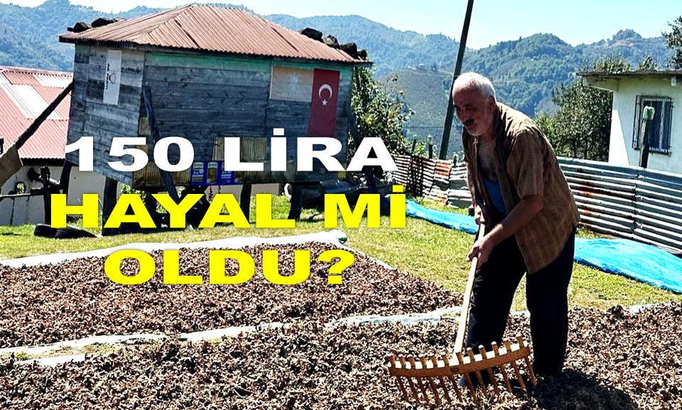 İŞTE ORDU'DA 25 MART SALI GÜNÜ FINDIK FİYATI!