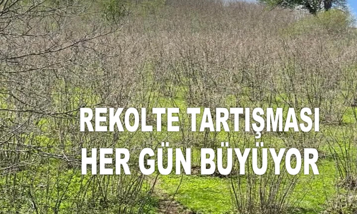 İŞTE ORDU'DA 25 MAYIS PAZAR FINDIK FİYATI!