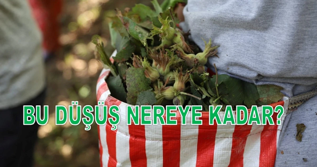 İşte Ordu'da 25 Ocak Pazar G&uuml;n&uuml; Fındık Fiyatı!