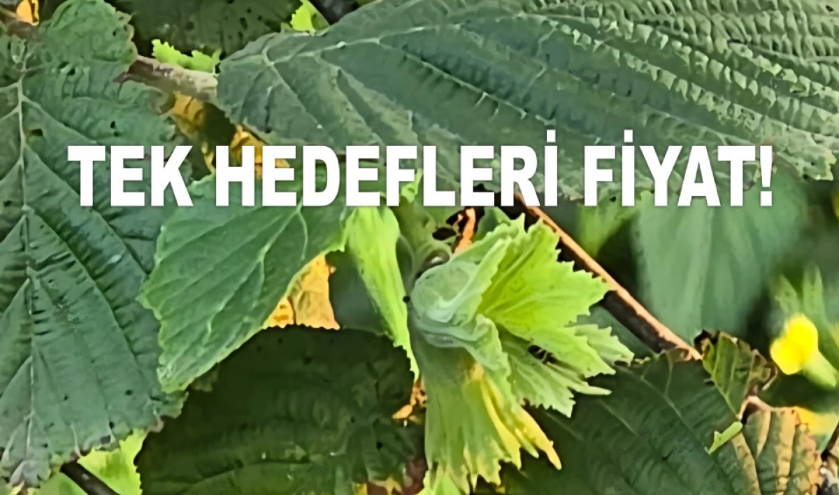 İŞTE ORDU'DA 26 HAZİRAN PERŞEMBE FINDIK FİYATI!