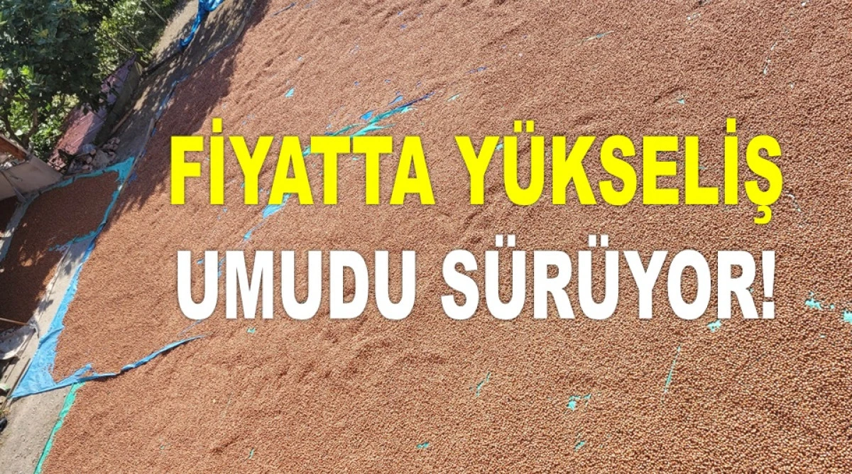 İŞTE ORDU'DA 26 KASIM ÇARŞAMBA FINDIK FİYATI!