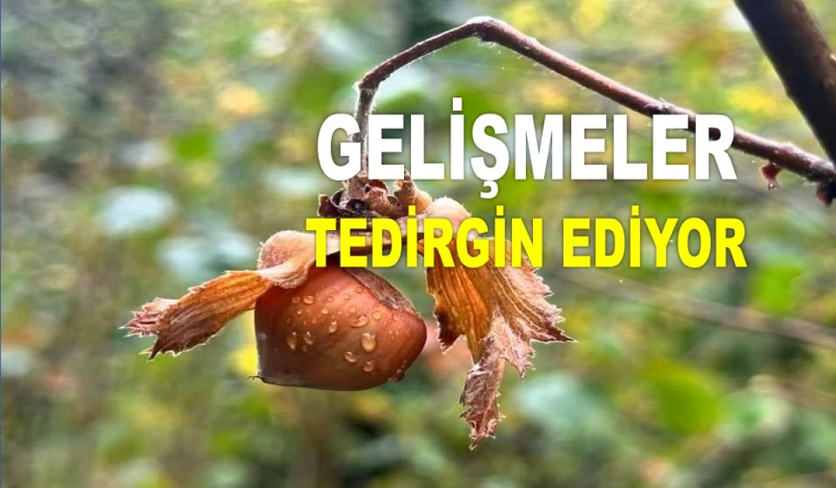 İŞTE ORDU'DA 26 MAYIS PAZARTESİ FINDIK FİYATI