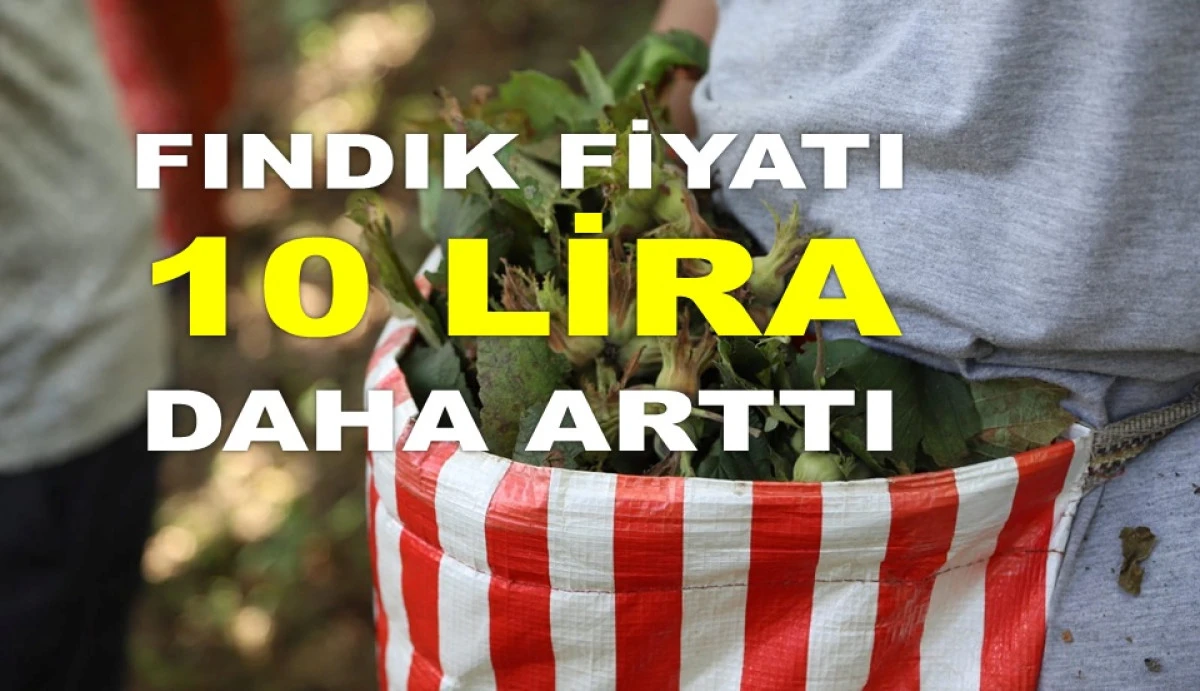 İŞTE ORDU'DA 26 NİSAN CUMARTESİ FINDIK FİYATI!
