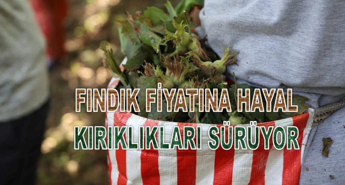 İşte Ordu'da 26 Ocak Pazartesi G&uuml;n&uuml; Fındık Fiyatı!