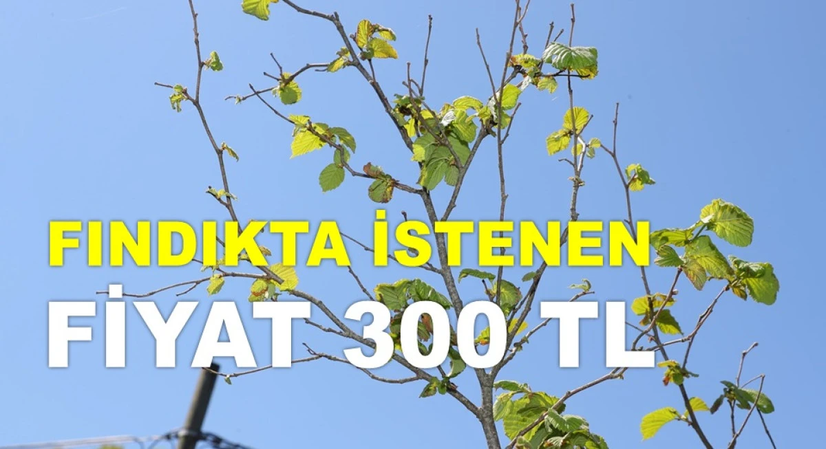 İŞTE ORDU'DA 27 HAZİRAN CUMA FINDIK FİYATI!