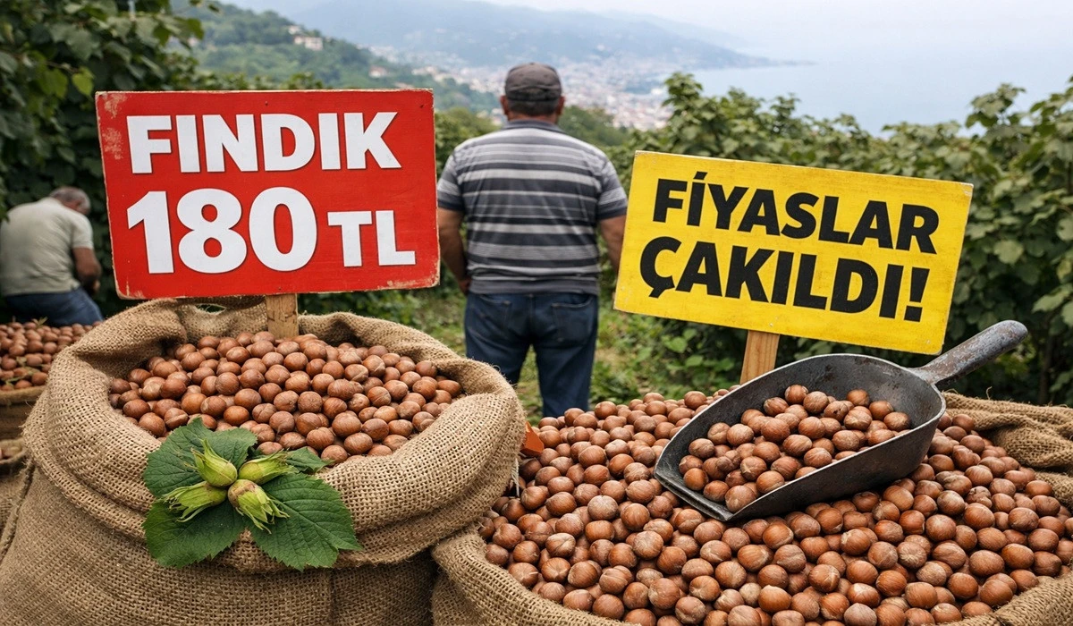 İşte Ordu'da 27 Haziran Cumartesi Fındık Fiyatı!