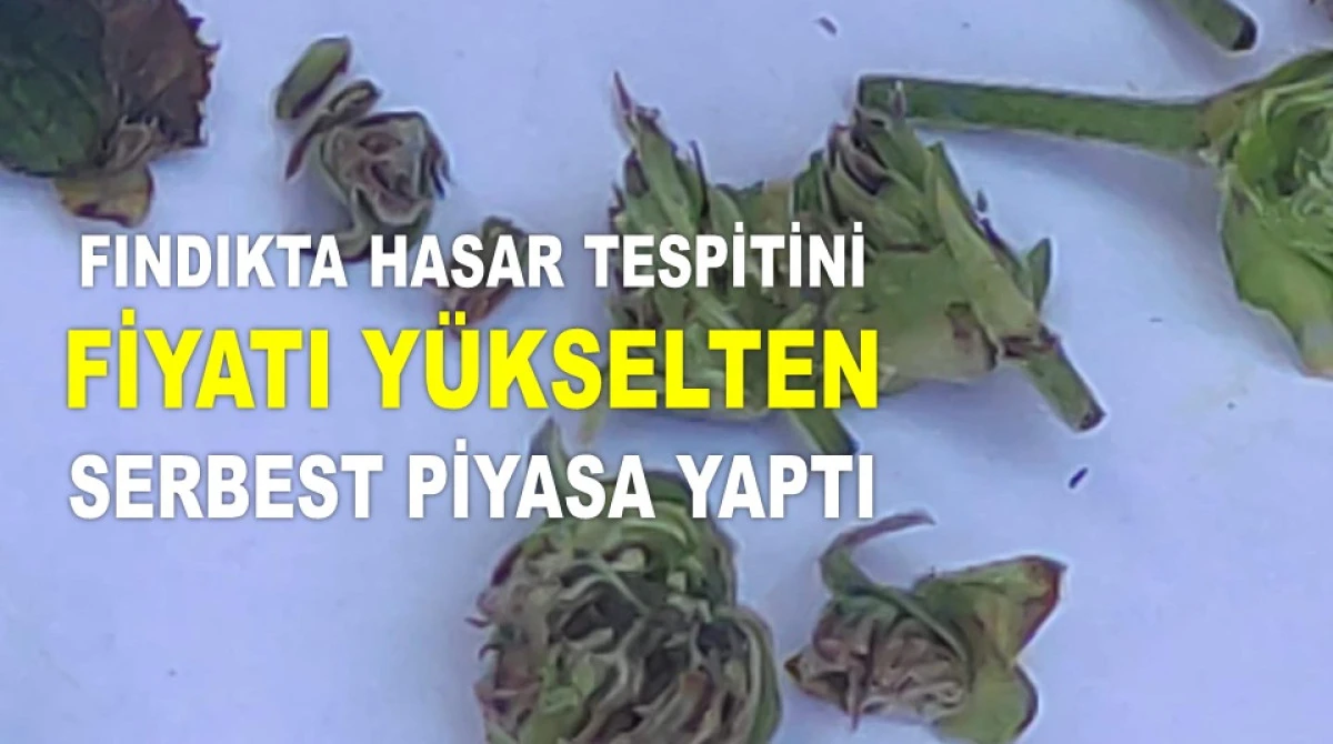 İŞTE ORDU'DA 27 NİSAN PAZAR FINDIK FİYATI!