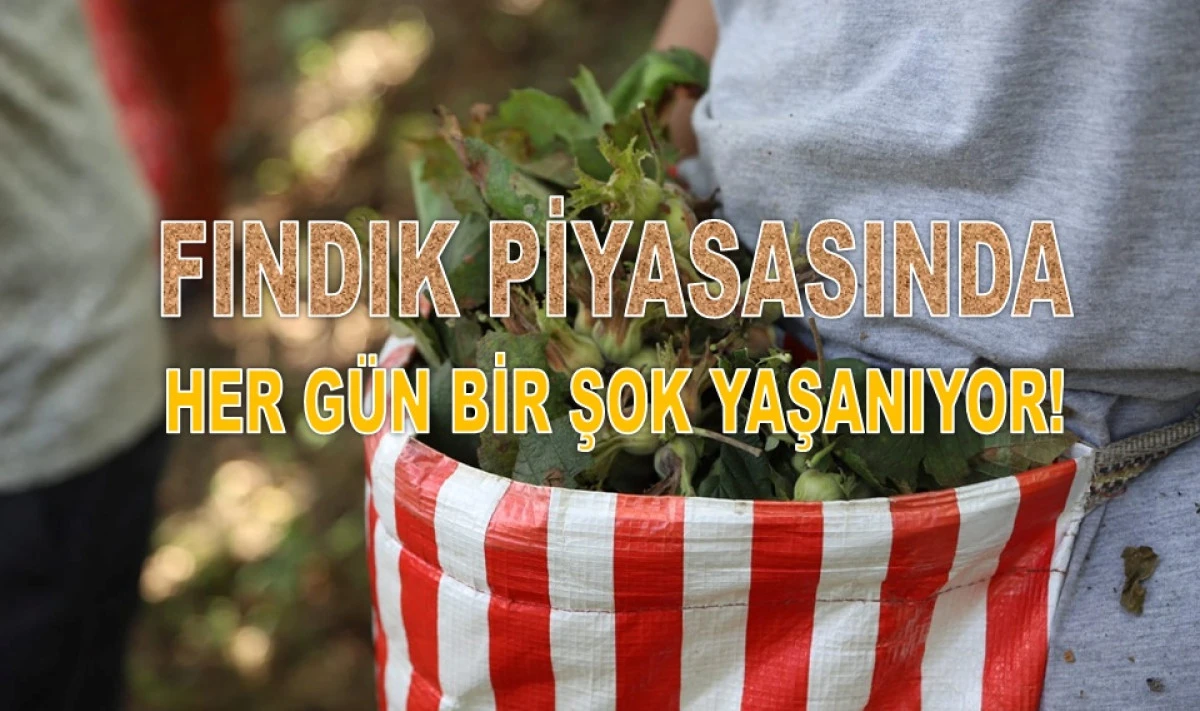 İşte Ordu'da 27 Ocak Salı g&uuml;n&uuml; Fındık Fiyatı!