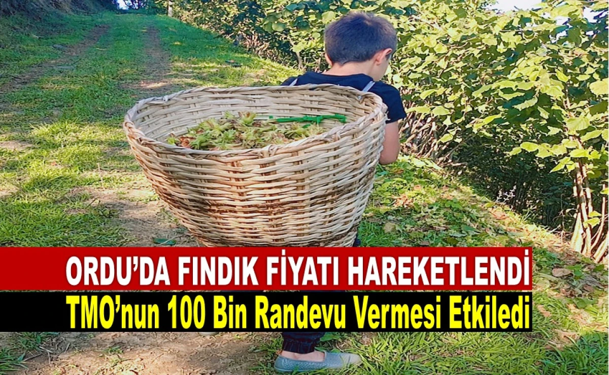 İşte Ordu'da 28 Ağustos Cuma Fındık Fiyatı!
