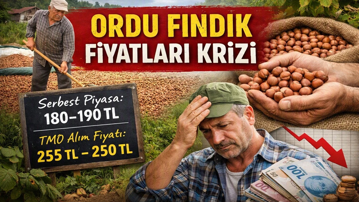 İşte Ordu'da 29 Eyl&uuml;l Salı Fındık Fiyatı!