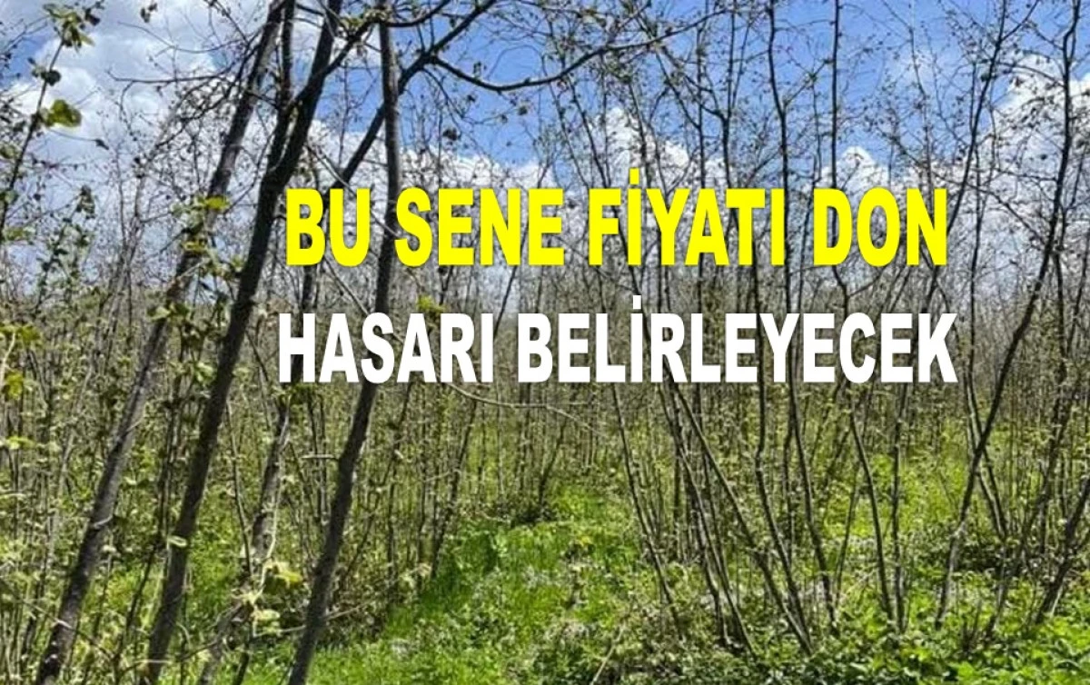 İŞTE ORDU'DA 29 HAZİRAN PAZAR FINDIK FİYATI!