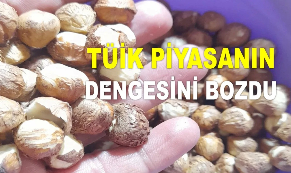 İŞTE ORDU'DA 29 MAYIS PERŞEMBE FINDIK FİYATI!