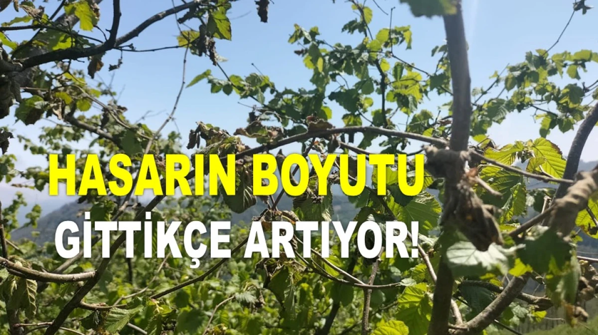 İŞTE ORDU'DA 29 NİSAN SALI GÜNÜ FINDIK FİYATI!