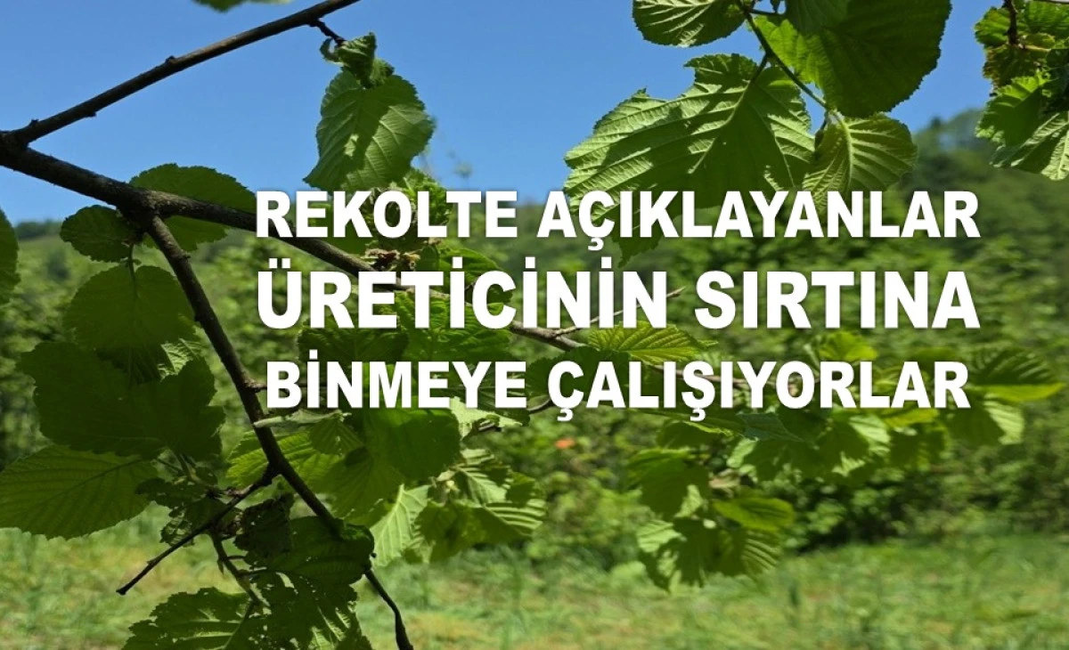 İŞTE ORDU'DA 3 HAZİRAN SALI FINDIK FİYATI!