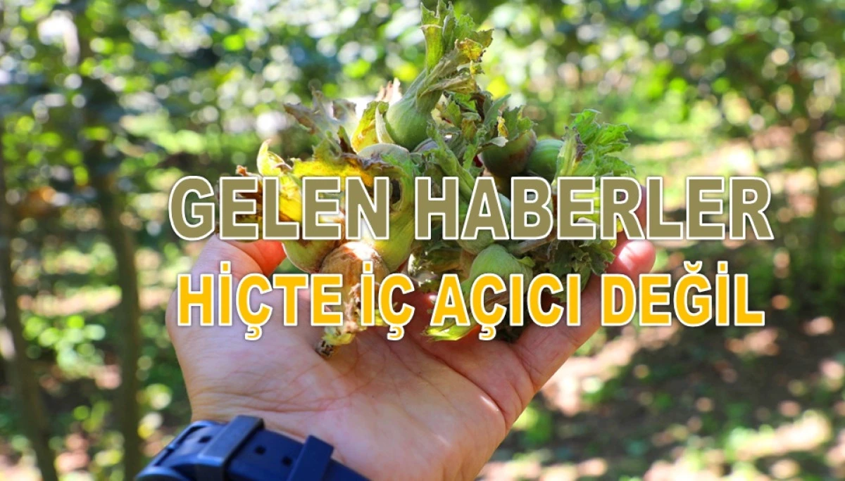 İşte Ordu'da 3 Mart Salı G&uuml;n&uuml; Fındık Fiyatı!