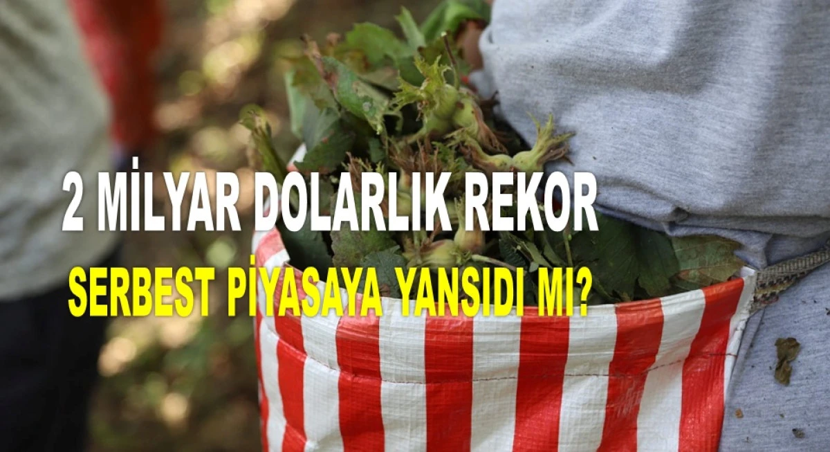 İŞTE ORDU'DA 3 MAYIS CUMARTESİ FINDIK FİYATI!