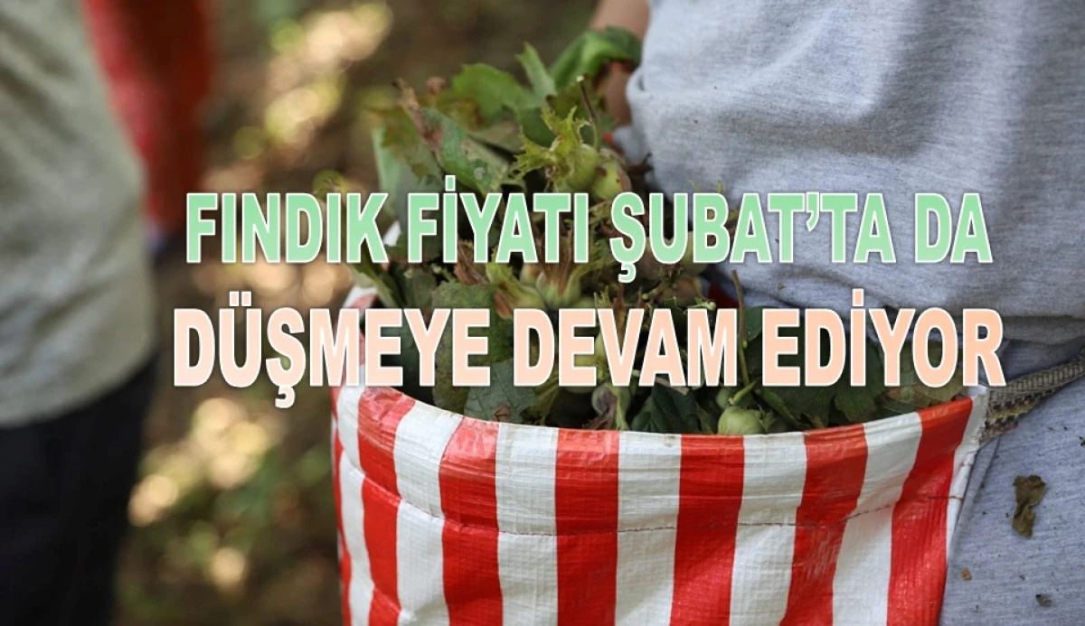 İşte Ordu'da 3 Şubat Salı G&uuml;n&uuml; Fındık Fiyatı!