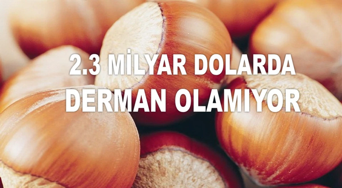 İŞTE ORDU'DA 3 TEMMUZ PERŞEMBE FINDIK FİYATI!