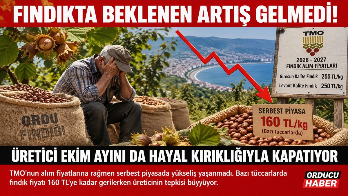 İşte Ordu'da 30 Ekim Cuma Fındık Fiyatları!