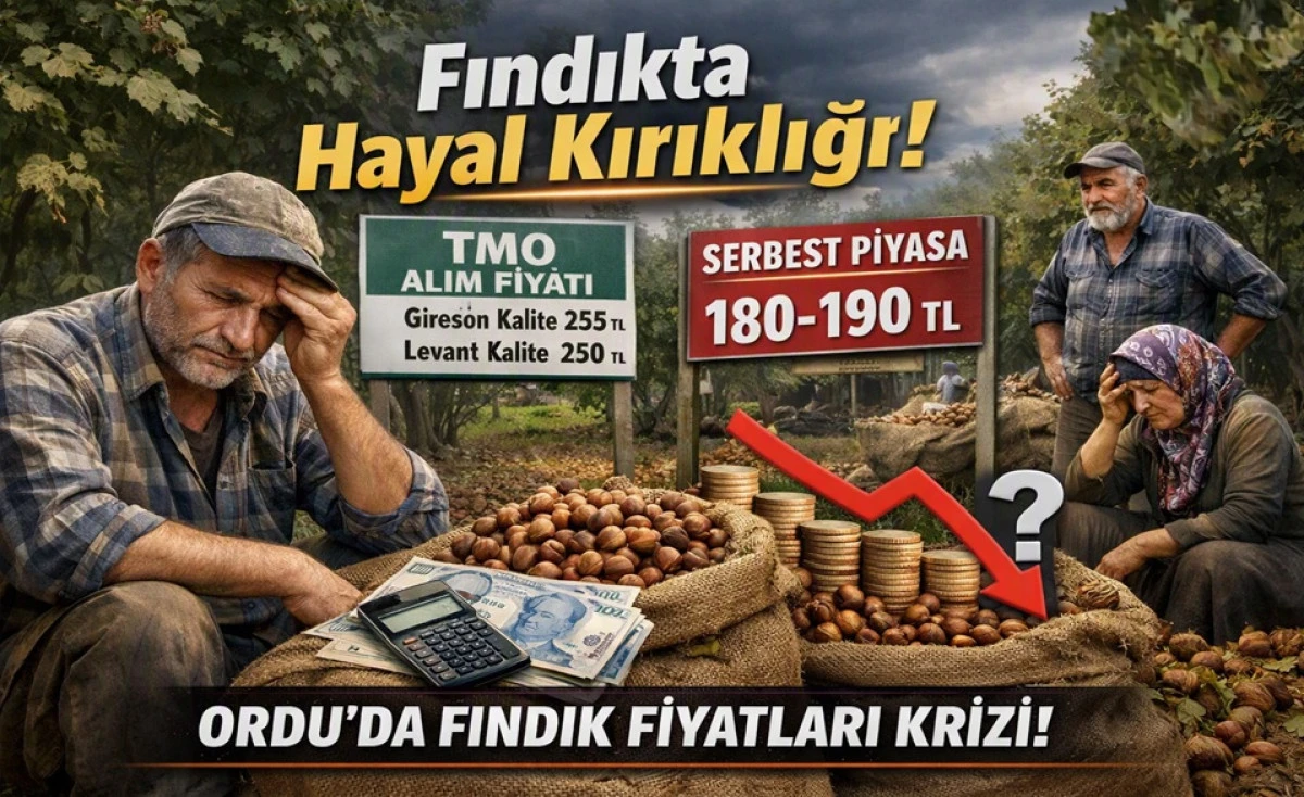 İşte Ordu'da 30 Eyl&uuml;l &Ccedil;arşamba Fındık Fiyatı!