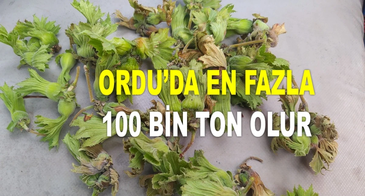 İŞTE ORDU'DA 30 HAZİRAN PAZARTESİ FINDIK FİYATI