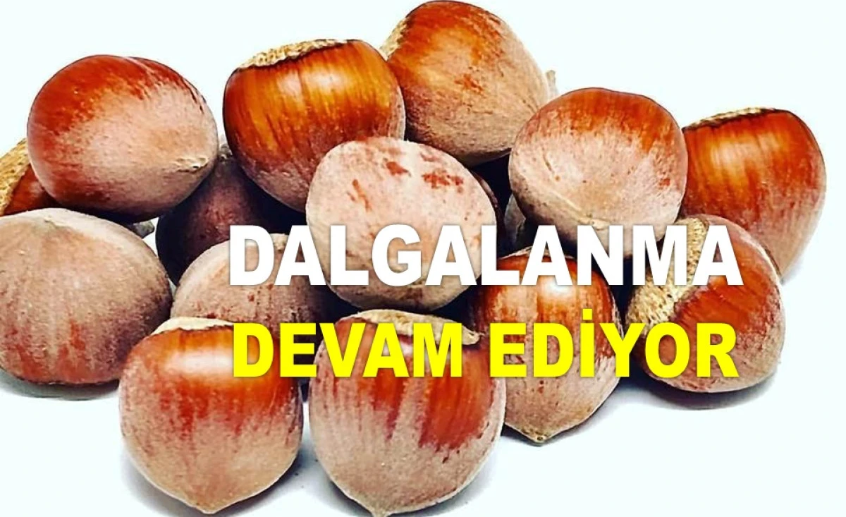 İŞTE ORDU'DA 30 MAYIS CUMA FINDIK FİYATI!