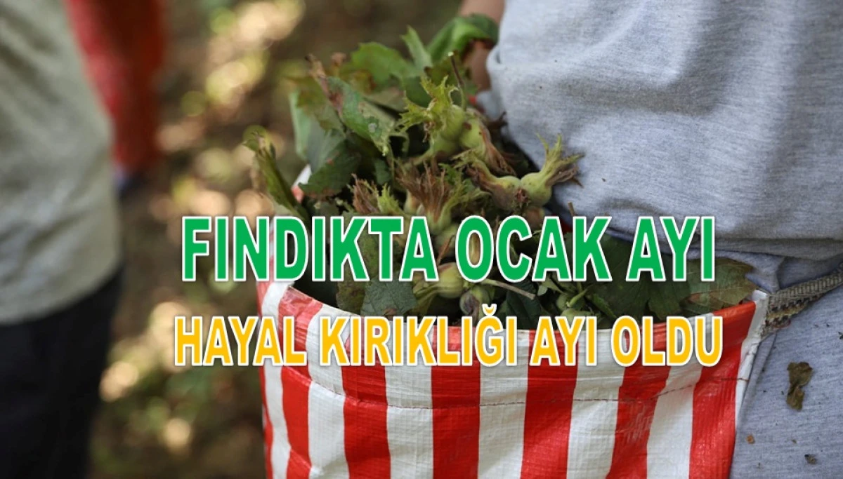 İşte Ordu'da 30 Ocak Cuma G&uuml;n&uuml; Fındık Fiyatı!