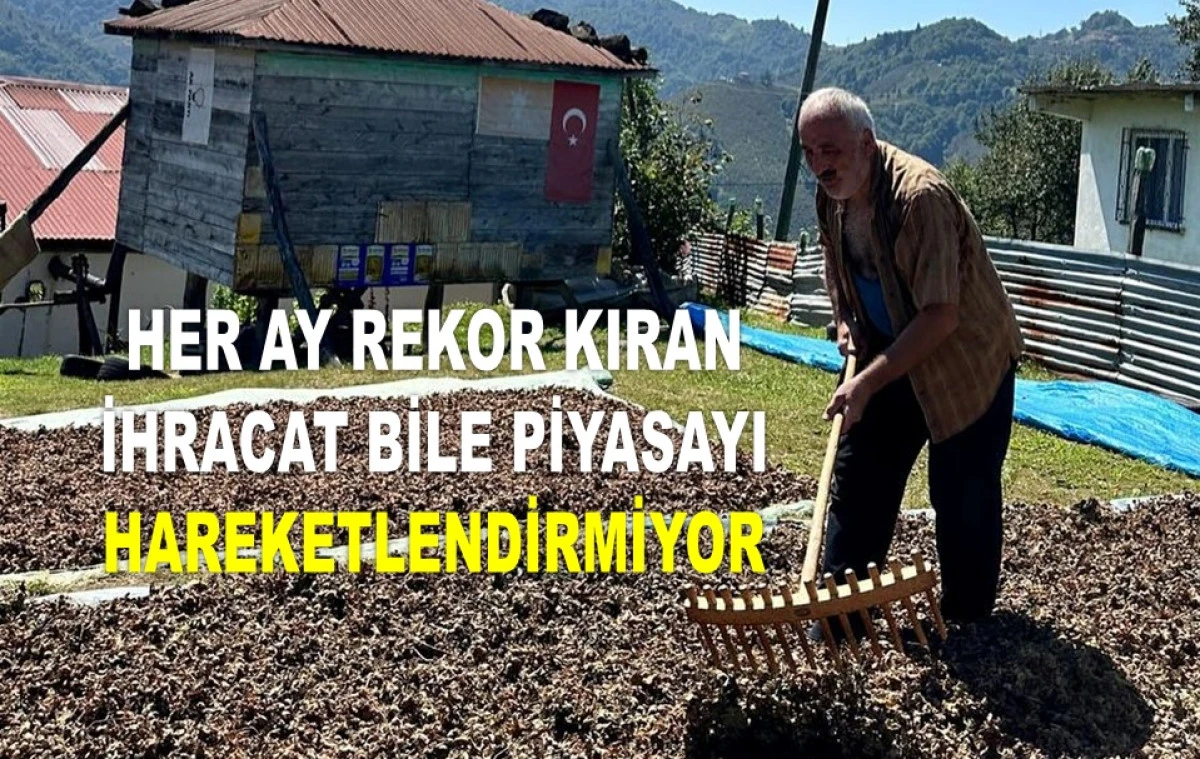 İŞTE ORDU'DA 4 HAZİRAN ÇARŞAMBA FINDIK FİYATI!