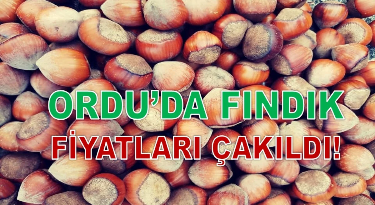 İşte Ordu'da 4 Haziran Perşembe Fındık Fiyatı!