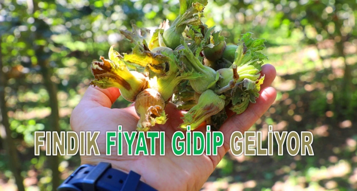 İşte Ordu'da 4 Mart &Ccedil;arşamba Fındık Fiyatı!