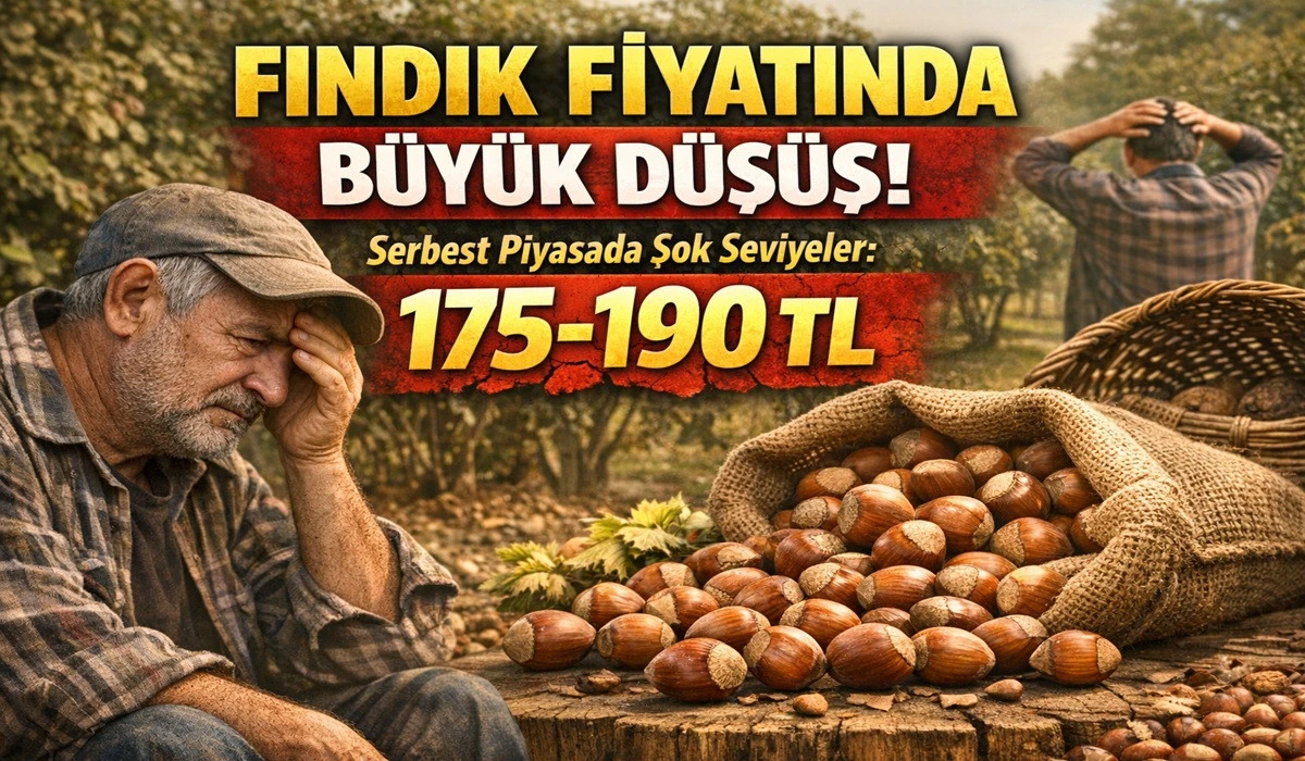 İşte Ordu'da 4 Nisan Cumartesi Fındık Fiyatı!