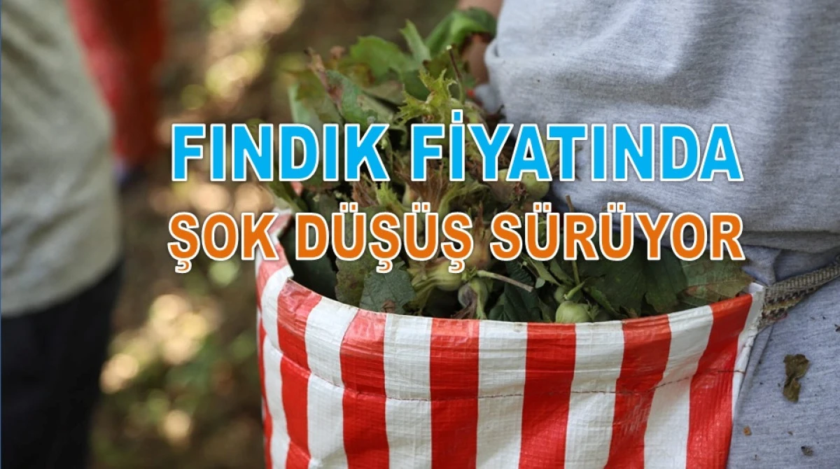 İşte Ordu'da 4 Şubat &Ccedil;arşamba Fındık Fiyatı!
