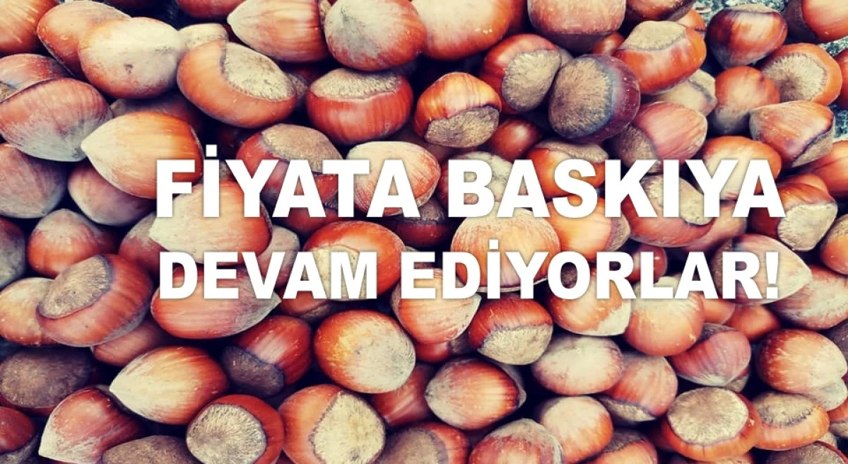İŞTE ORDU'DA 5 HAZİRAN PERŞEMBE FINDIK FİYATI!