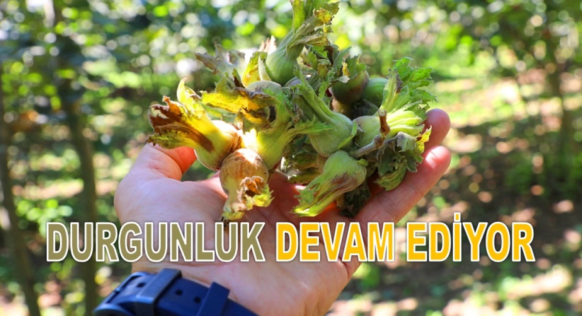 İşte Ordu'da 5 Mart Perşembe Fındık Fiyatı!