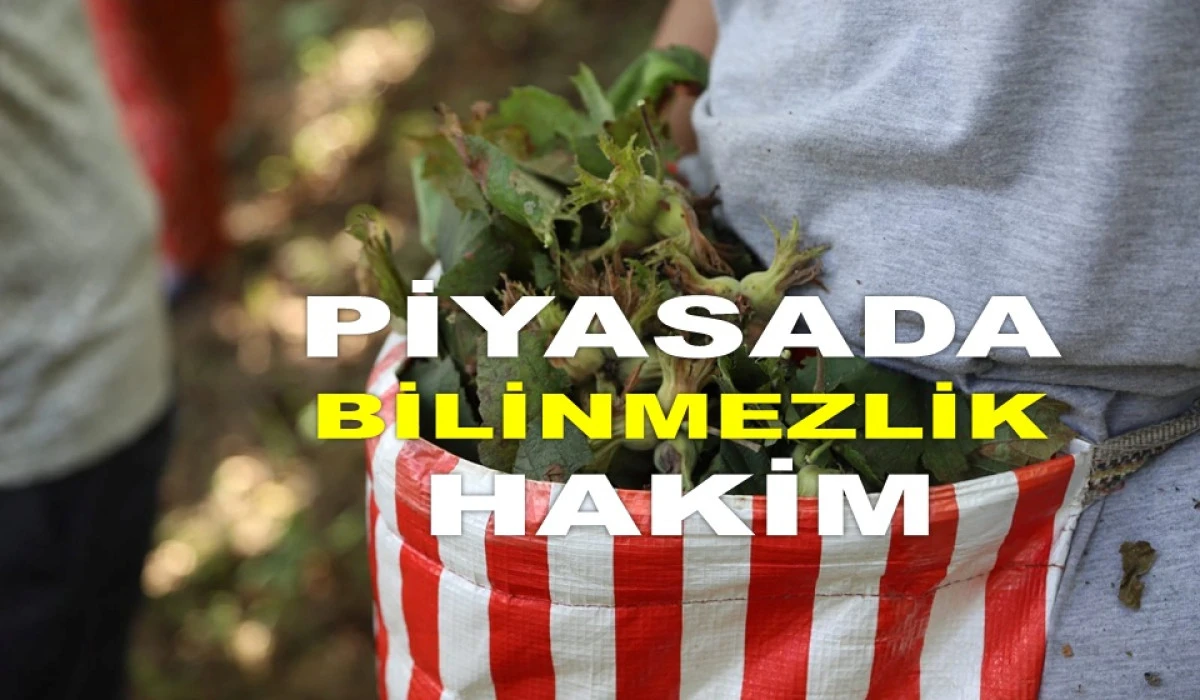 İŞTE ORDU'DA 5 TEMMUZ CUMARTESİ FINDIK FİYATI!