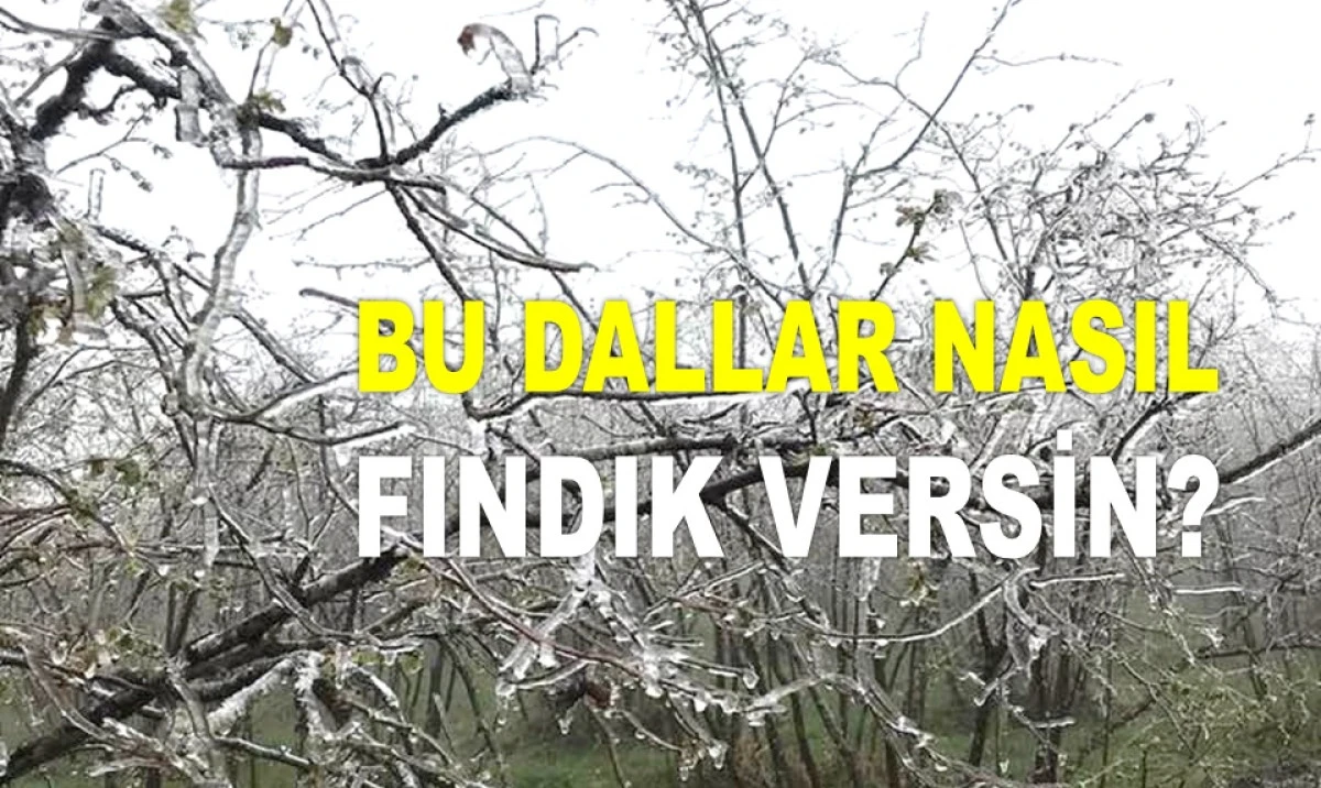 İŞTE ORDU'DA 6 HAZİRAN CUMA FINDIK FİYATI!