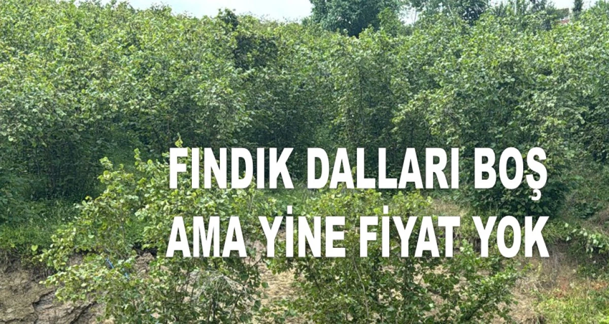 İŞTE ORDU'DA 6 TEMMUZ PAZAR FINDIK FİYATI!