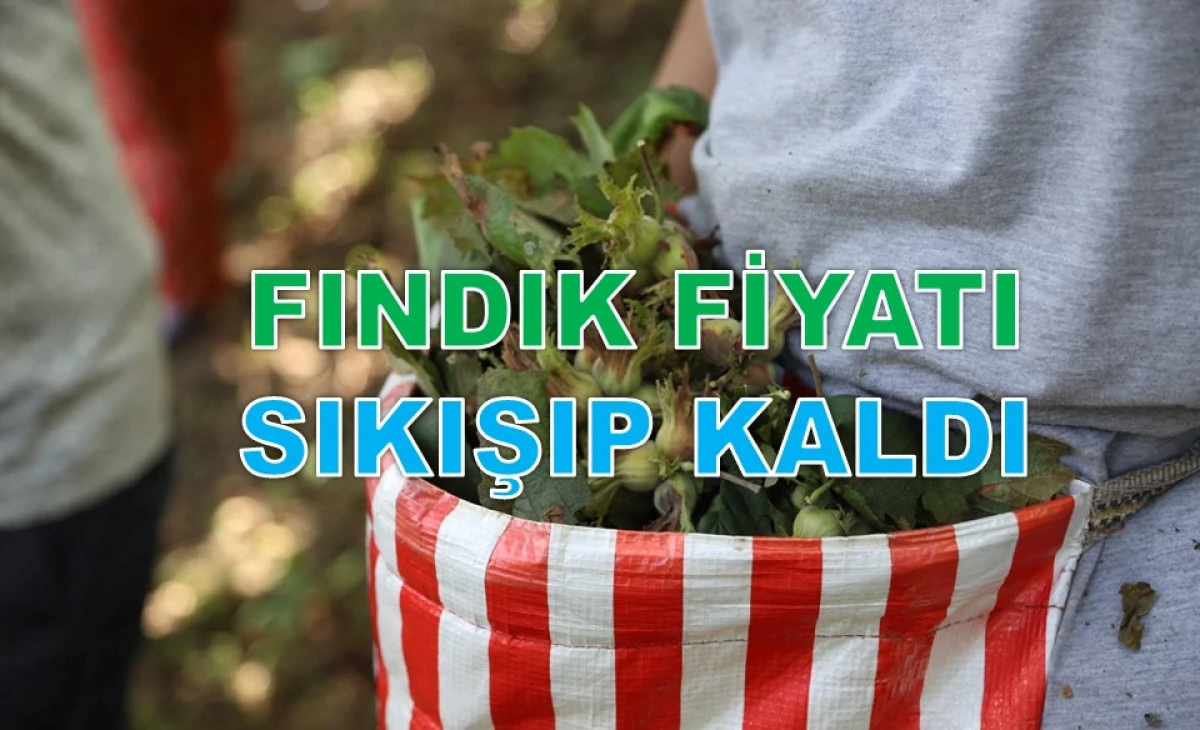 İşte Ordu'da 7 Ocak &Ccedil;arşamba Fındık Fiyatı!