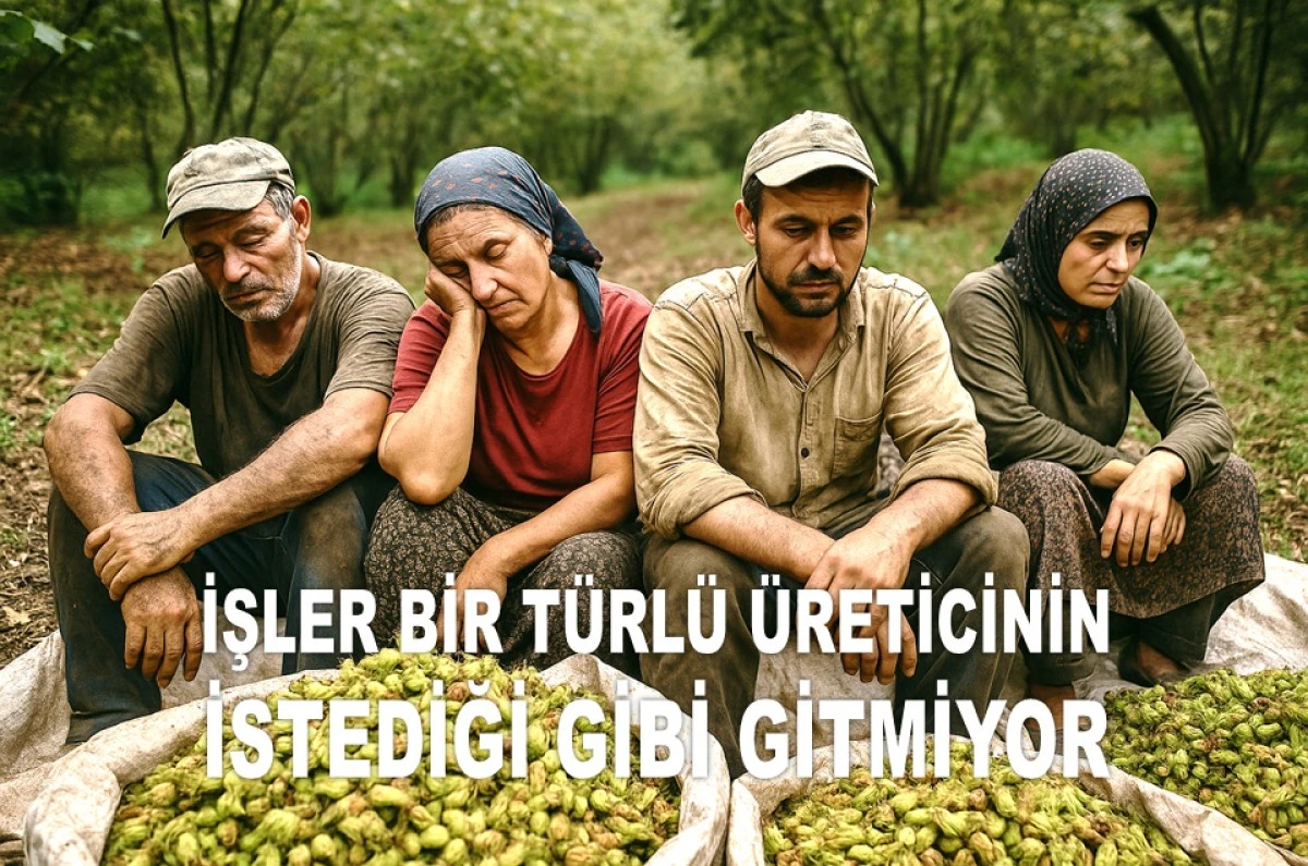 İŞTE ORDU'DA 7 TEMMUZ PAZARTESİ FINDIK FİYATI