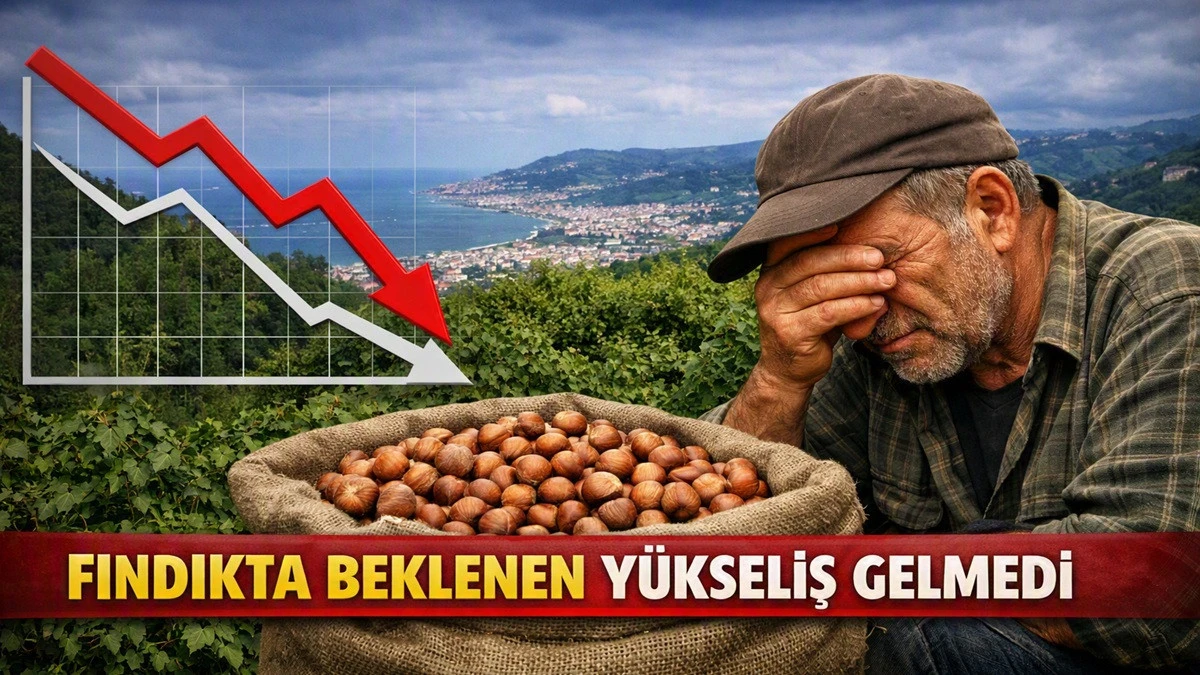 İşte Ordu'da 8 Eyl&uuml;l Salı G&uuml;n&uuml; Fındık Fiyatı!
