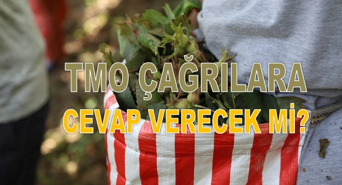 İşte Ordu'da 8 Şubat Pazar G&uuml;n&uuml; Fındık Fiyatı!