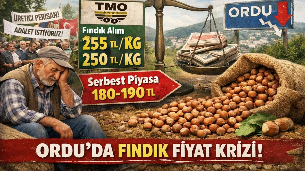 İşte Ordu'da 9 Ekim Cuma G&uuml;n&uuml; Fındık Fiyatı!